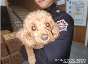대전동물보호센터_430366202500174